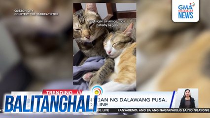 Awayan at lambingan ng dalawang pusa, kinatutuwaan online | Balitanghali