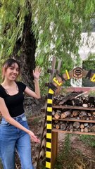 Enseñar a niños al cuidado de flora y fauna ayuda a su aprendizaje: Mexiabejas