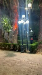 Incendian personas árbol del jardín de Tlatelolco