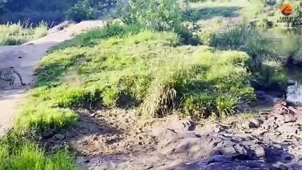 Leopard Pulls Off Perfect Ambush on Baboon - But they Fight Back