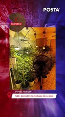 Hallan invernadero de marihuana en casa; esto y más en POSTA Alerta