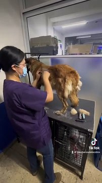 Rescatan bomberos de la Ciudad de México a perrita y la adoptan