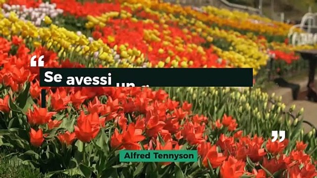 San Valentino 2025, video di auguri da inviare per la festa degli innamorati