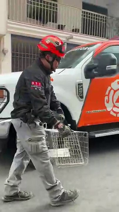 Rescatan mapache en Monterrey