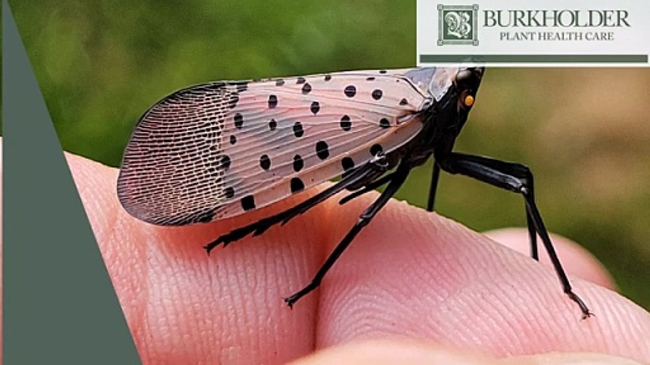 Spotted Lanternfly