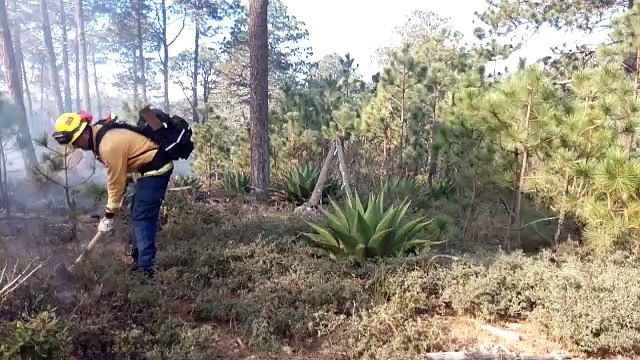 Se registra incendio forestal en sierra de Galeana