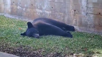Moviliza oso a vecinos de Rincón de Valle Alto en sur de Monterrey