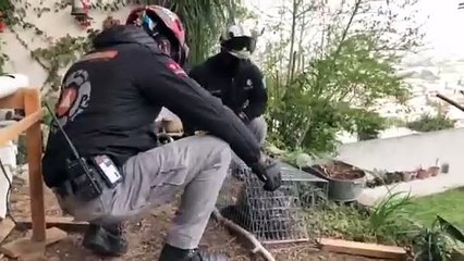 ¡Uno más! Protección Civil captura y libera a mapache al sur de Monterrey