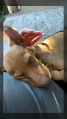 Finally got it on camera. If I don’t pay attention to my cat, she taps me (the green thing is my knee lol)