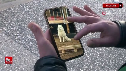 Eskişehir'de kayıp köpeğini ararken dolandırıcıların hedefi oldu