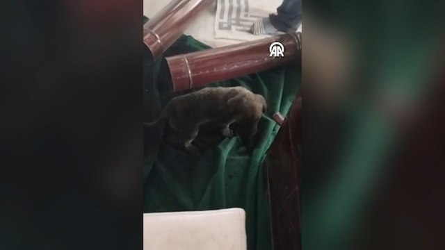 Bacadan düşerek soba borusuna sıkışan köpek yavrusu kurtarıldı