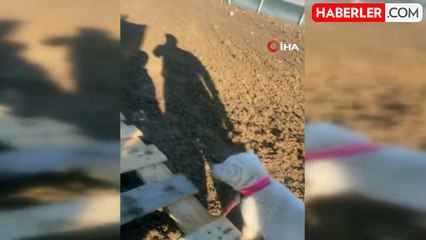 Köpeğini Bulana 50 Bin TL Ödül, Dolandırıcılar Peşini Bırakmıyor