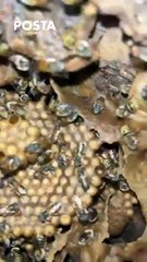 Dulces de miel, con propiedades saludables para combatir enfermedades del invierno
