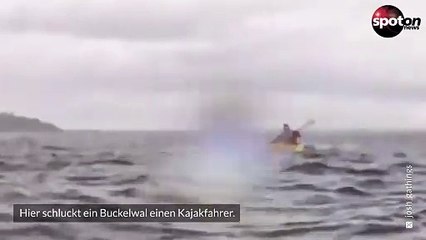 Buckelwal schluckt Kajakfahrer und spuckt ihn wieder aus