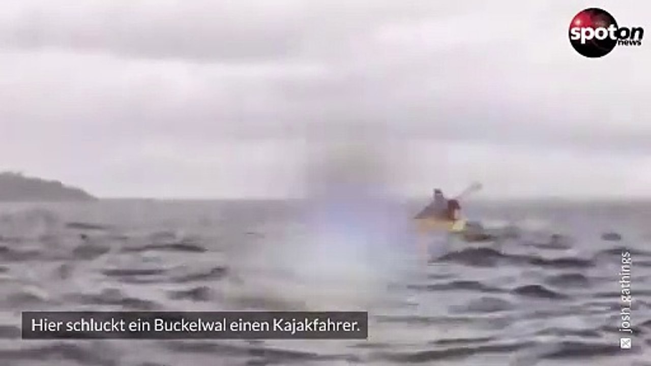 Buckelwal schluckt kajakfahrer und spuckt ihn wieder aus