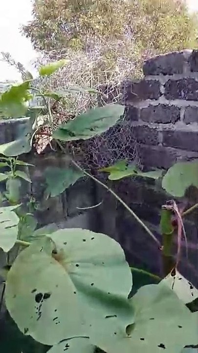 Continúan las balaceras en Pantheló, Chiapas; acusan a generadores de violencia