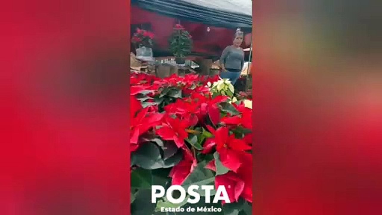 Arbolitos navideños y nochebuenas, si todavía no tienes los tuyos te decimos dónde adquirirlos