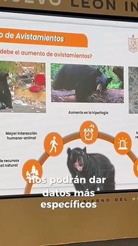 Esto debes hacer si te topas con un oso negro en Nuevo León