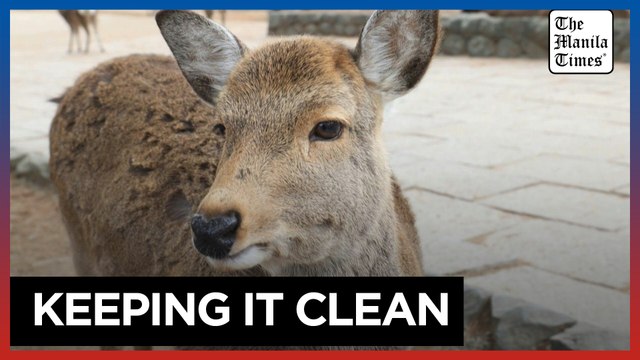 The litter-picking squad saves deer in Japan from tourist trash