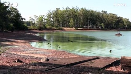 I capibara nel lago Salto Grande riemergono completamente tinti di verde
