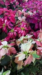 Navidad en Yucatán: Arranca venta de flor de Noche Buena en Mérida y estos son los precios