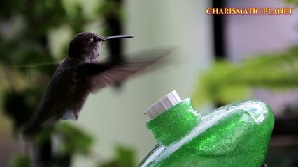 which is the only bird that can fly backwards