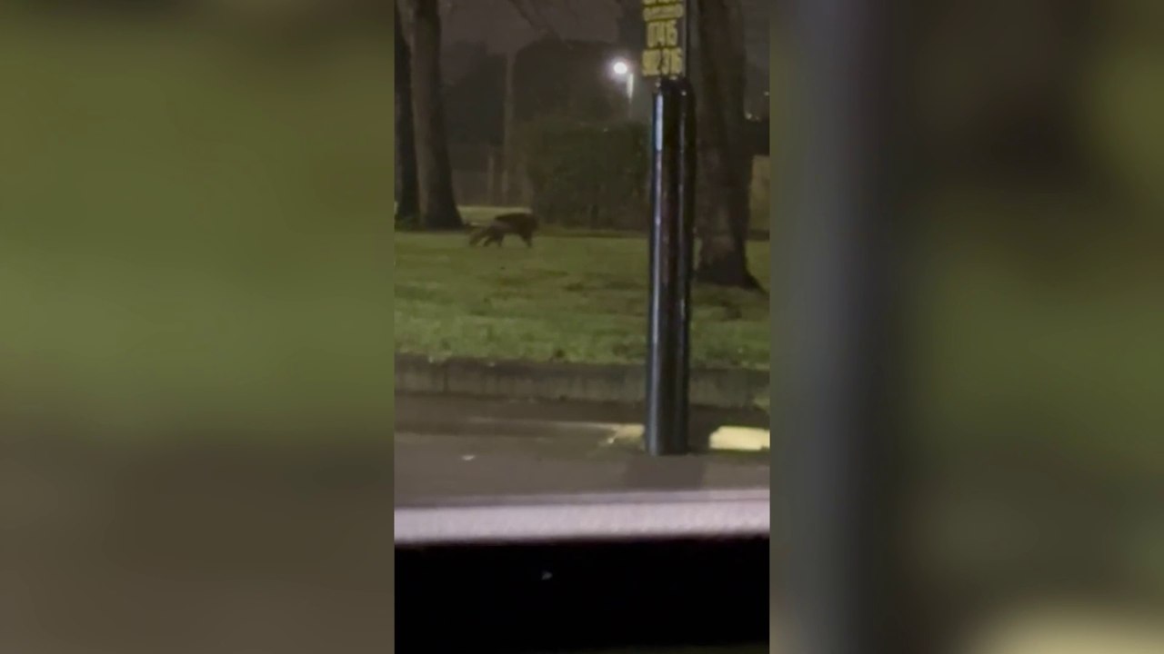 Mysterious animal spotted on a London roundabout