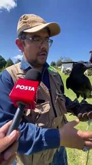 El Cuervo Kraz y sus compañeros alados: la riqueza del parque de Nicolás Romero