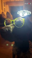 Adorable pup makes her dad’s work easier with a light on her head