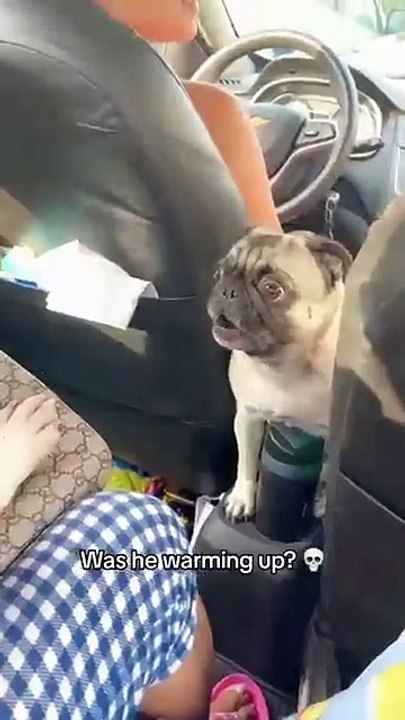 Funny videos