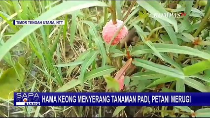 Hama Keong Menyerang Tanaman Padi, Petani di NTT Merugi