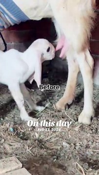 Pets life #trending #usa #viral #shortvideo #baby #pet #animals #goats #bakra #bakramandi