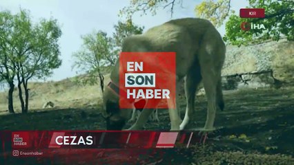 Sahipsiz hayvanları bakımevi dışında sokağa bırakanlara ağır yaptırım