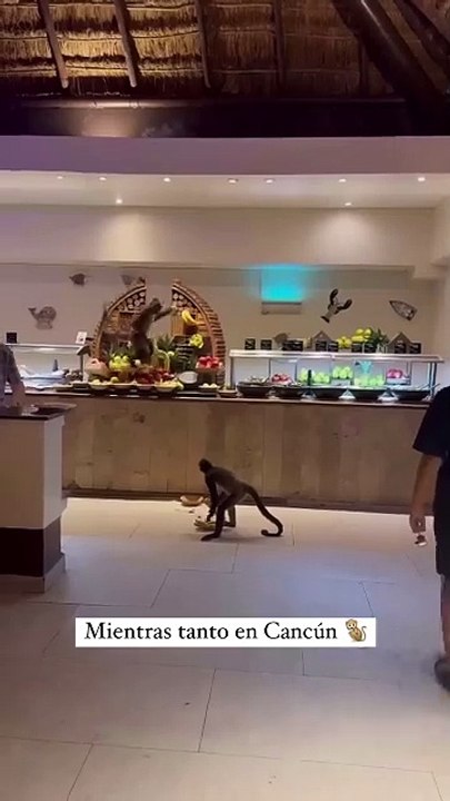Captan a dos monos araña robando comida en un hotel de Cancún (Video)