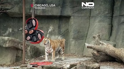 Der Zoo von Chicago verwöhnt seine Tiere zum Valentinstag