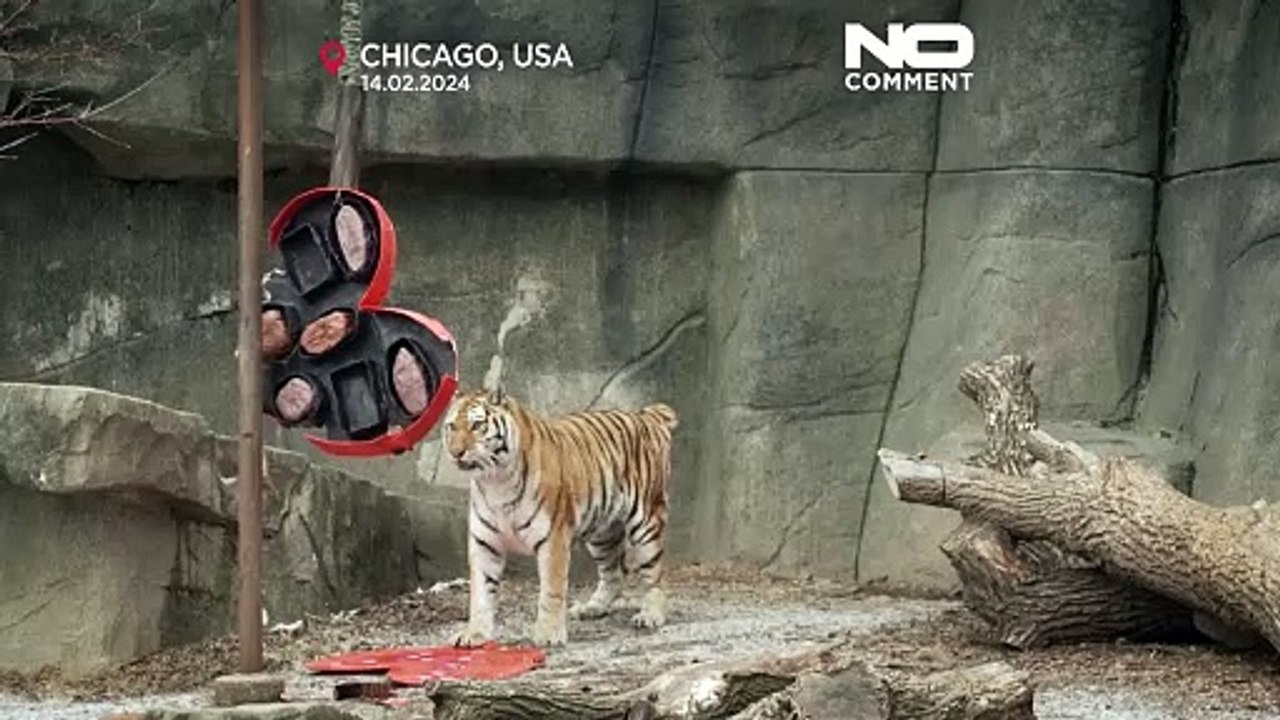 Der Zoo von Chicago verwöhnt seine Tiere zum Valentinstag