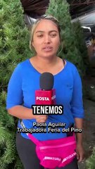 Feria del Pino: Regios acuden a comprar todo para Navidad