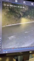 Puma es captado caminando por las calles de San Pedro