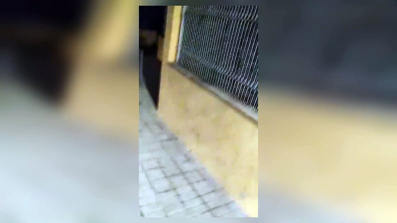 Encuentran un jabalí en plena calle en Palazuelos de Eresma