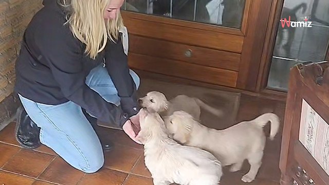Une femme s'apprête à choisir un chiot, mais ce qui se passe ensuite fait fondre le cœur de millions d'internautes