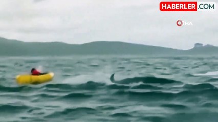 Şili'de Dev Balina Kanocuyu Yakaladı, Sonra Suya Bıraktı