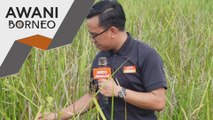 Pesawah Kg Piasau rayu percepat pembinaan terusan sungai