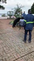 Oso sorprende a pareja en restaurante de Chipinque en San Pedro (VÍDEO)