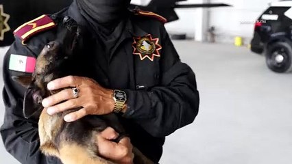 Nuevos cachorros de Fuerza Civil, esto es lo que son capaces de olfatear