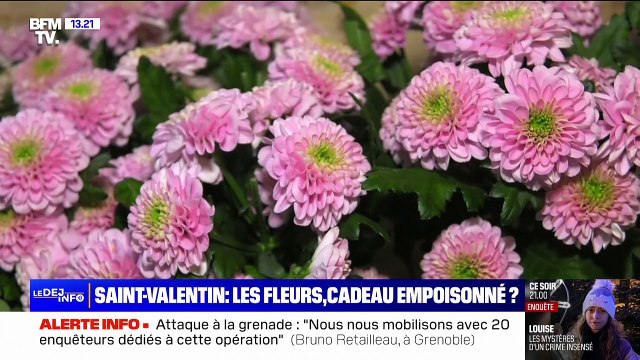 UFC-Que Choisir alerte sur des bouquets de fleurs contaminés par les pesticides