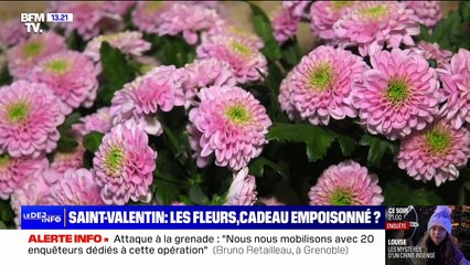 UFC-Que Choisir alerte sur des bouquets de fleurs contaminés par les pesticides