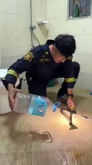 Voilà comment on capture un cobra royal... impressionnant