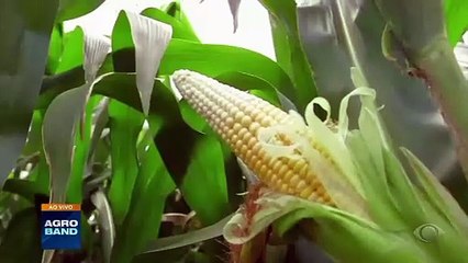 Giro Brasil: recorde na safra de grãos, plantio de algodão, colheita de pitaya