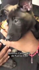 Conoce a los nuevos cachorros del Escuadrón Binomio Canino K9 de Fuerza Civil