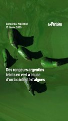 Argentine : des rongeurs deviennent verts dans lac infesté d'algues